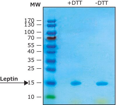 Leptin human &#8805;97% (SDS-PAGE), recombinant, expressed in E. coli, lyophilized powder