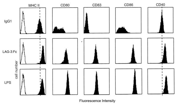 LAG-3 (human): FC (human) recombinant, expressed in CHO cells, &gt;99% (SDS-PAGE)