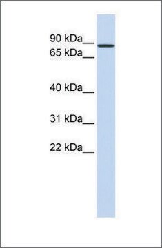 Anti-RBAK antibody produced in rabbit affinity isolated antibody