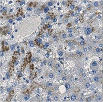 Anti-PERK Antibody, clone 4F6.1 clone 4F6.1, from mouse