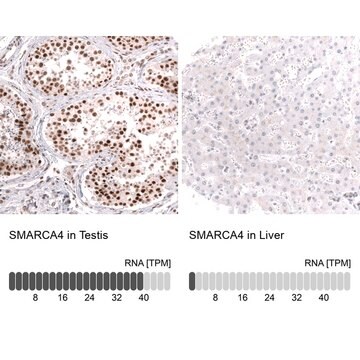 Monoclonal Anti-Smarca4 Antibody Produced In Mouse Prestige Antibodies&#174; Powered by Atlas Antibodies, clone CL13783, affinity isolated antibody, buffered aqueous glycerol solution