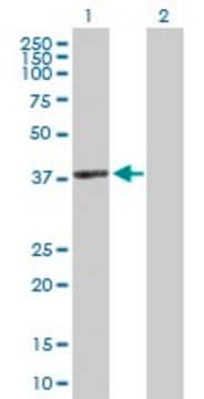 Anti-ACTRT2 antibody produced in rabbit purified immunoglobulin, buffered aqueous solution