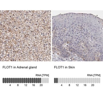 Anti-FLOT1 antibody produced in rabbit Prestige Antibodies&#174; Powered by Atlas Antibodies, affinity isolated antibody, buffered aqueous glycerol solution