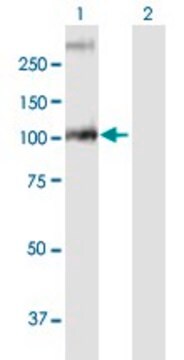 Anti-GBA2 antibody produced in mouse purified immunoglobulin, buffered aqueous solution