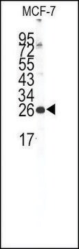 Anti-GJA10 (C-term) antibody produced in rabbit IgG fraction of antiserum, buffered aqueous solution