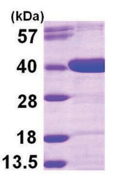 AKR1D1 human recombinant, expressed in E. coli, &#8805;90% (SDS-PAGE)