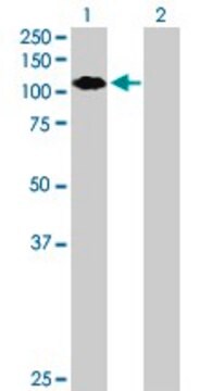 Anti-ZNF408 antibody produced in mouse purified immunoglobulin, buffered aqueous solution