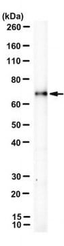 Anti-CFAP206 Antibody, clone ORF2-2A7