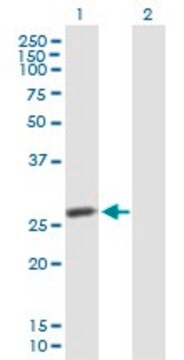 Anti-IDI2 antibody produced in mouse purified immunoglobulin, buffered aqueous solution