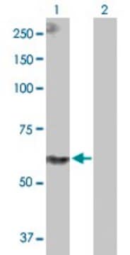 Anti-PPIL4 antibody produced in rabbit purified immunoglobulin, buffered aqueous solution