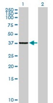 Anti-SLC25A36 antibody produced in mouse purified immunoglobulin, buffered aqueous solution