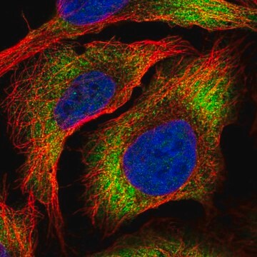 Anti-ZC3HAV1L antibody produced in rabbit Prestige Antibodies&#174; Powered by Atlas Antibodies, affinity isolated antibody