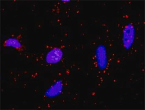 Monoclonal Anti-SUFU antibody produced in mouse clone 1B2, purified immunoglobulin, buffered aqueous solution