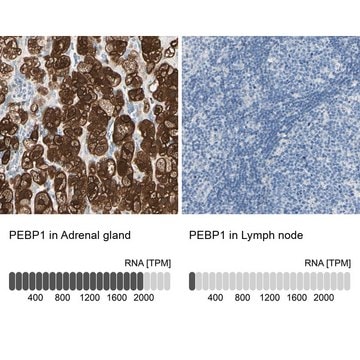 Anti-PEBP1 antibody produced in rabbit Prestige Antibodies&#174; Powered by Atlas Antibodies, affinity isolated antibody, buffered aqueous glycerol solution