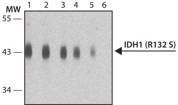 Anti-IDH1 (R132S) antibody, Mouse monoclonal clone SMab-1, purified from hybridoma cell culture