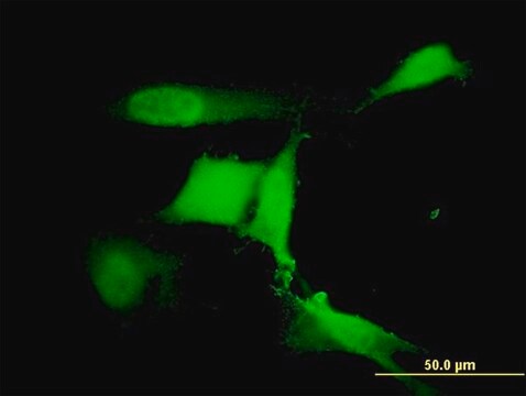 单克隆抗-RFWD2 小鼠抗 clone 1E4, purified immunoglobulin, buffered aqueous solution