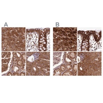 Anti-TCF25 antibody produced in rabbit Prestige Antibodies&#174; Powered by Atlas Antibodies, affinity isolated antibody, buffered aqueous glycerol solution