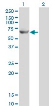 Monoclonal Anti-GK2 antibody produced in mouse clone 3G4, purified immunoglobulin, buffered aqueous solution