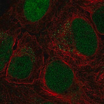 Anti-CTDP1 antibody produced in rabbit Prestige Antibodies&#174; Powered by Atlas Antibodies, affinity isolated antibody