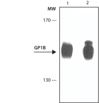 Anti-GP1BA antibody, Mouse monoclonal clone PM6/40, purified from hybridoma cell culture