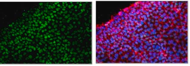 Anti-SOX-15 Antibody, clone 1A2.1 clone 1A2.1, from mouse