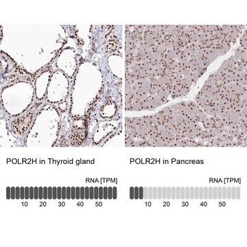 Anti-POLR2H antibody produced in rabbit Prestige Antibodies&#174; Powered by Atlas Antibodies, affinity isolated antibody, buffered aqueous glycerol solution