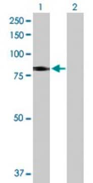 Anti-SLC26A6 antibody produced in rabbit purified immunoglobulin, buffered aqueous solution