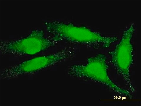 ANTI-FOXO1A antibody produced in mouse clone 4B4, purified immunoglobulin, buffered aqueous solution