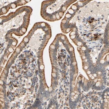 Anti-SFXN3 antibody produced in rabbit Prestige Antibodies&#174; Powered by Atlas Antibodies, affinity isolated antibody, buffered aqueous glycerol solution