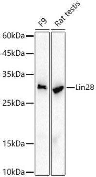 Anti-LIN28A Antibody, clone 2S1I10, Rabbit Monoclonal