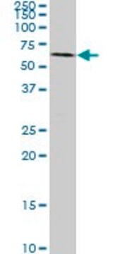 Monoclonal Anti-SYN1 antibody produced in mouse clone 4H1, purified immunoglobulin, buffered aqueous solution