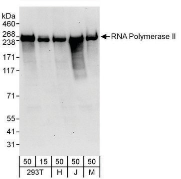 Rabbit anti-RNA Polymerase II Antibody, Affinity Purified Powered by Bethyl Laboratories, Inc.