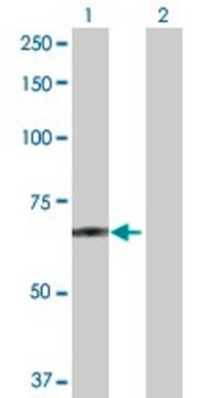 Anti-POGK antibody produced in rabbit purified immunoglobulin, buffered aqueous solution