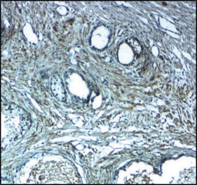 Anti-LRRC26 antibody produced in rabbit affinity isolated antibody