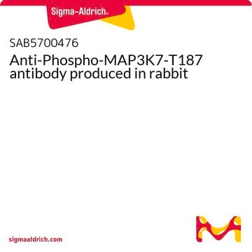 Anti-Phospho-MAP3K7-T187 antibody produced in rabbit