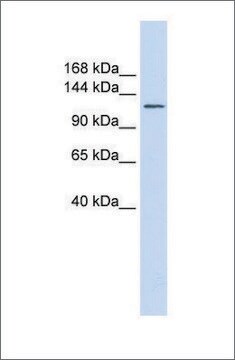 Anti-SLC24A1 antibody produced in rabbit affinity isolated antibody