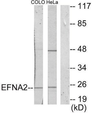 Anti-EFNA2 antibody produced in rabbit affinity isolated antibody