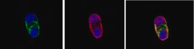 Anti-A2B5 Antibody, clone A2B5-105 clone A2B5-105, Chemicon&#174;, from mouse