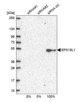 Anti-EPS15L1 antibody produced in rabbit Prestige Antibodies&#174; Powered by Atlas Antibodies, affinity isolated antibody, buffered aqueous glycerol solution