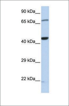 Anti-TUFM antibody produced in rabbit affinity isolated antibody