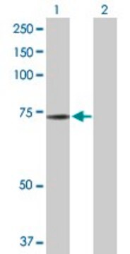 Anti-NRBP1 antibody produced in rabbit purified immunoglobulin, buffered aqueous solution