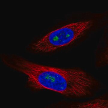 Anti-ZNF57 antibody produced in rabbit Prestige Antibodies&#174; Powered by Atlas Antibodies, affinity isolated antibody