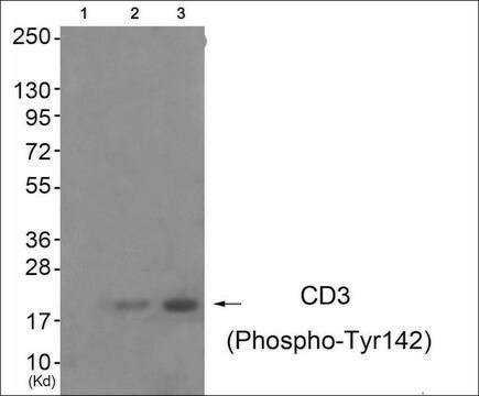 Anti-phospho-CD3 &#950; (pTyr142) antibody produced in rabbit affinity isolated antibody