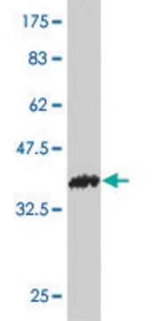 Monoclonal Anti-POMT2 antibody produced in mouse clone 1D9, purified immunoglobulin, buffered aqueous solution