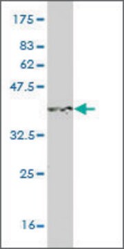 Monoclonal Anti-S100A3 antibody produced in mouse clone 1D4, purified immunoglobulin, buffered aqueous solution