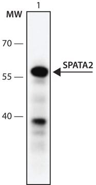 Anti-SPATA2 (341-354) antibody produced in rabbit IgG fraction of antiserum