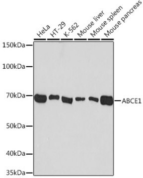 Anti-ABCE1 Antibody, clone 1N4I7, Rabbit Monoclonal