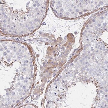 Anti-FBXL13 antibody produced in rabbit Prestige Antibodies&#174; Powered by Atlas Antibodies, affinity isolated antibody, buffered aqueous glycerol solution