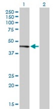 Anti-JUNB antibody produced in mouse purified immunoglobulin, buffered aqueous solution