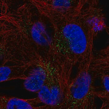 Anti-FAM78B antibody produced in rabbit Prestige Antibodies&#174; Powered by Atlas Antibodies, affinity isolated antibody